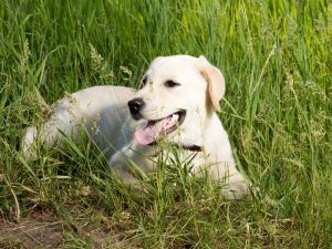 Why Do Dogs Roll in the Grass - What’s Their Reason?
