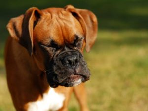 Why Do Dogs Sneeze When They Play?