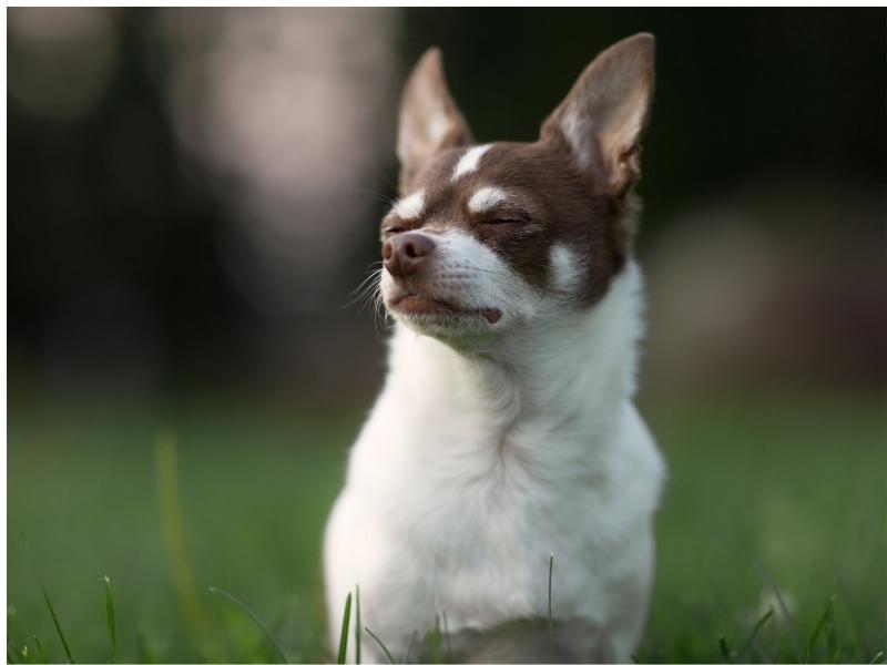 Common Chihuahua Health Problems