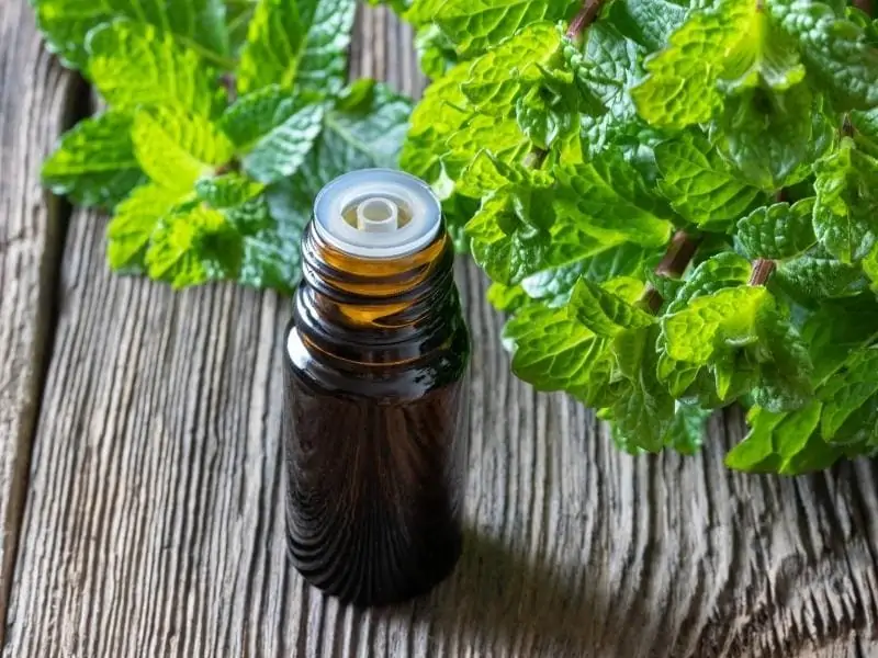 Dangers or Risks of Peppermint Oil for Dogs