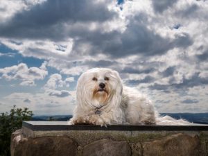 Do Dogs Go to Heaven? - A Religious Perspective