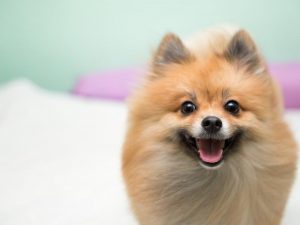 Do Pomeranians Shed? - What to Expect