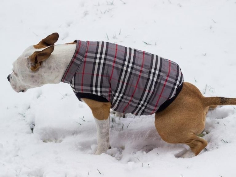 How Long Can Dogs Hold Their Pee? Is It Okay? Canine HQ