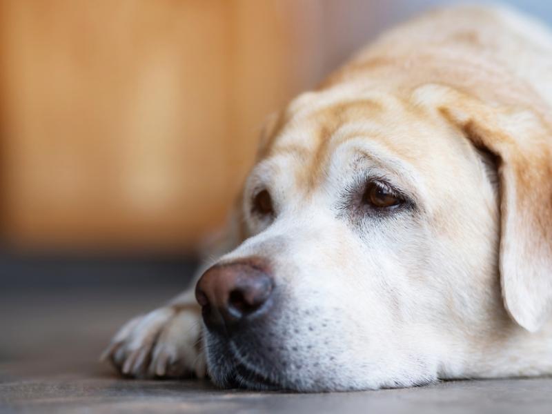 Is My Dog Depressed? – Causes and Symptoms