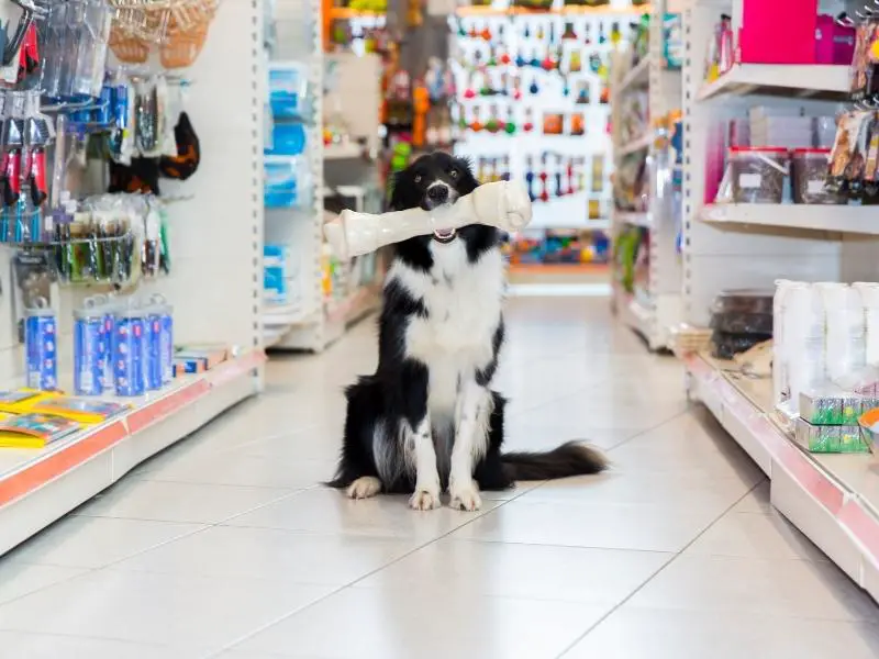 Stores that Allows Dogs in the US