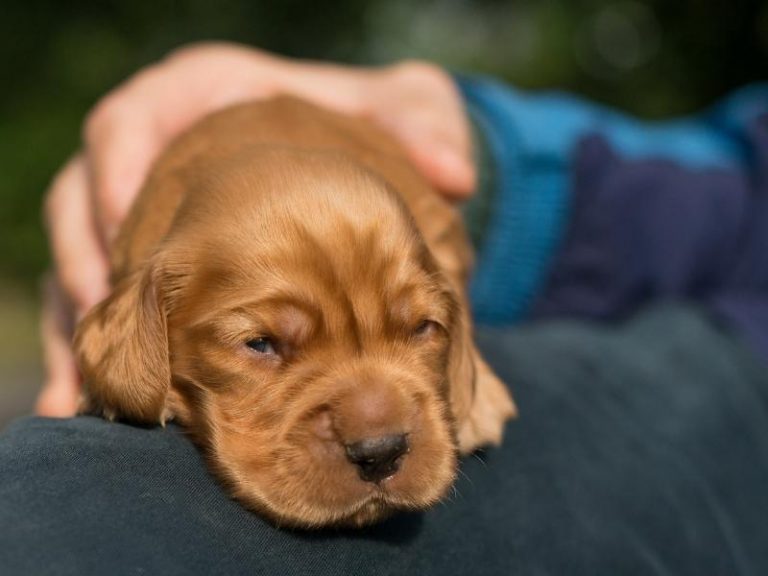 When Do Puppies Open Their Eyes? Canine HQ