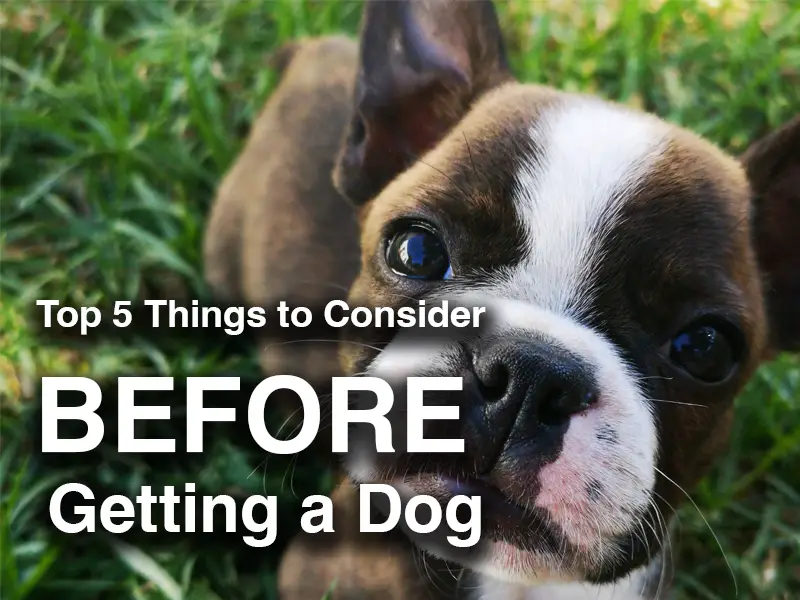 Top 5 Things to Consider Before Getting a Dog