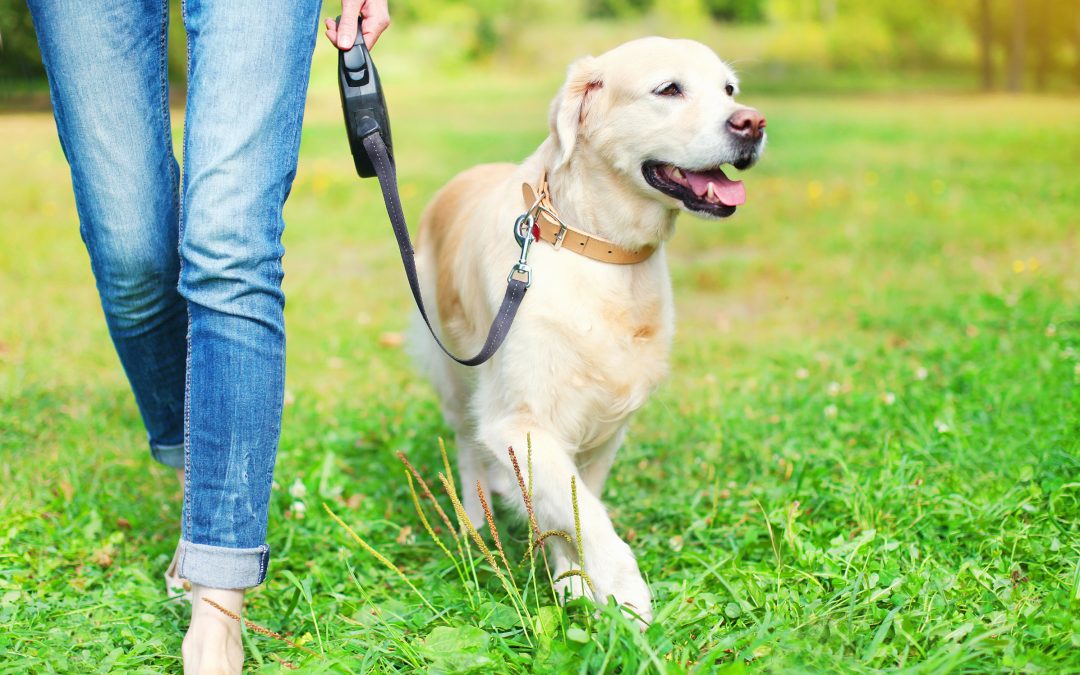 How To Train My Dog To Walk On A Leash?