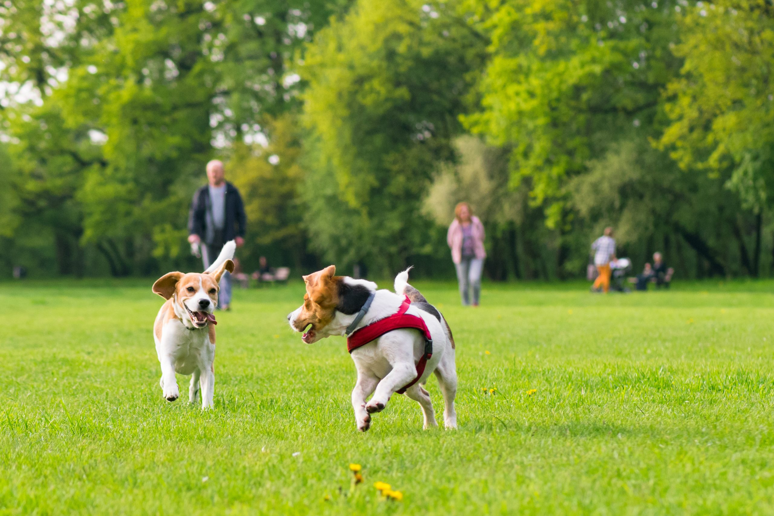 Dogs playing in the park