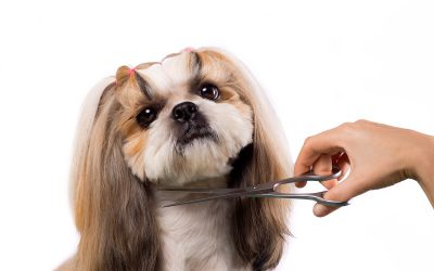 How Can I Groom My Dog At Home?