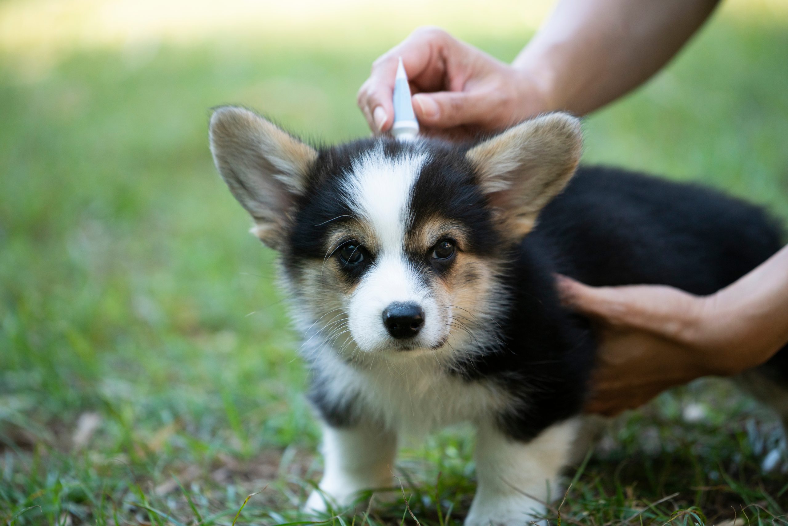 Dog tick and flea prevention treatment
