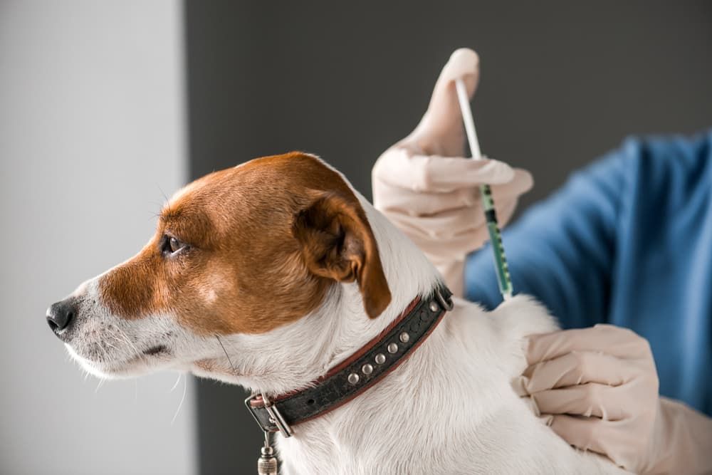 What Vaccinations Does My Dog Need?