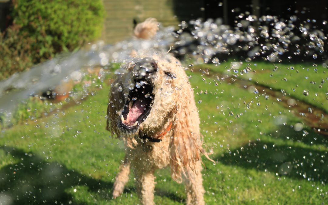 How Much Water Should My Dog Drink?