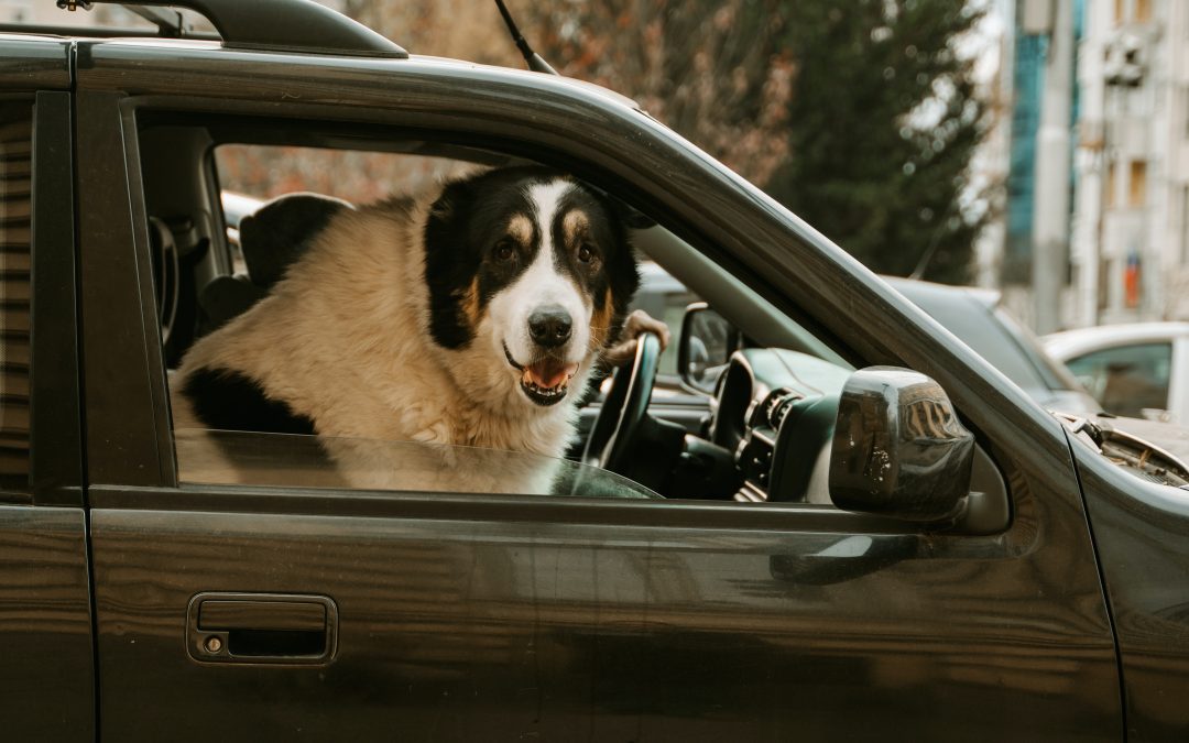 How Can I Make Sure My Dog Is Safe In The Car?