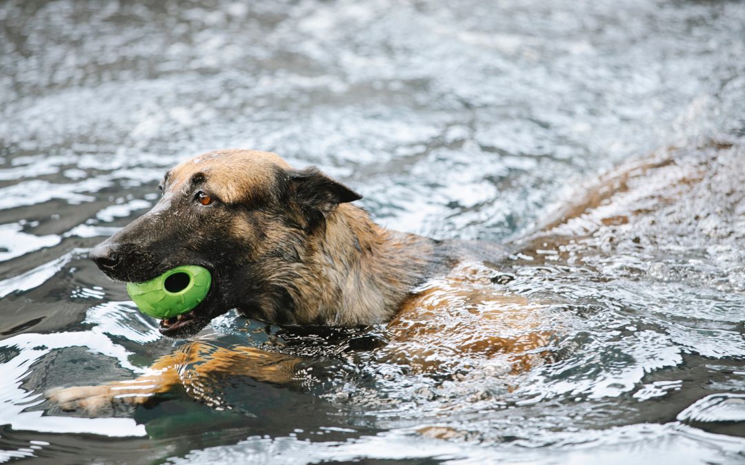 How Can I Teach My Dog To Swim?