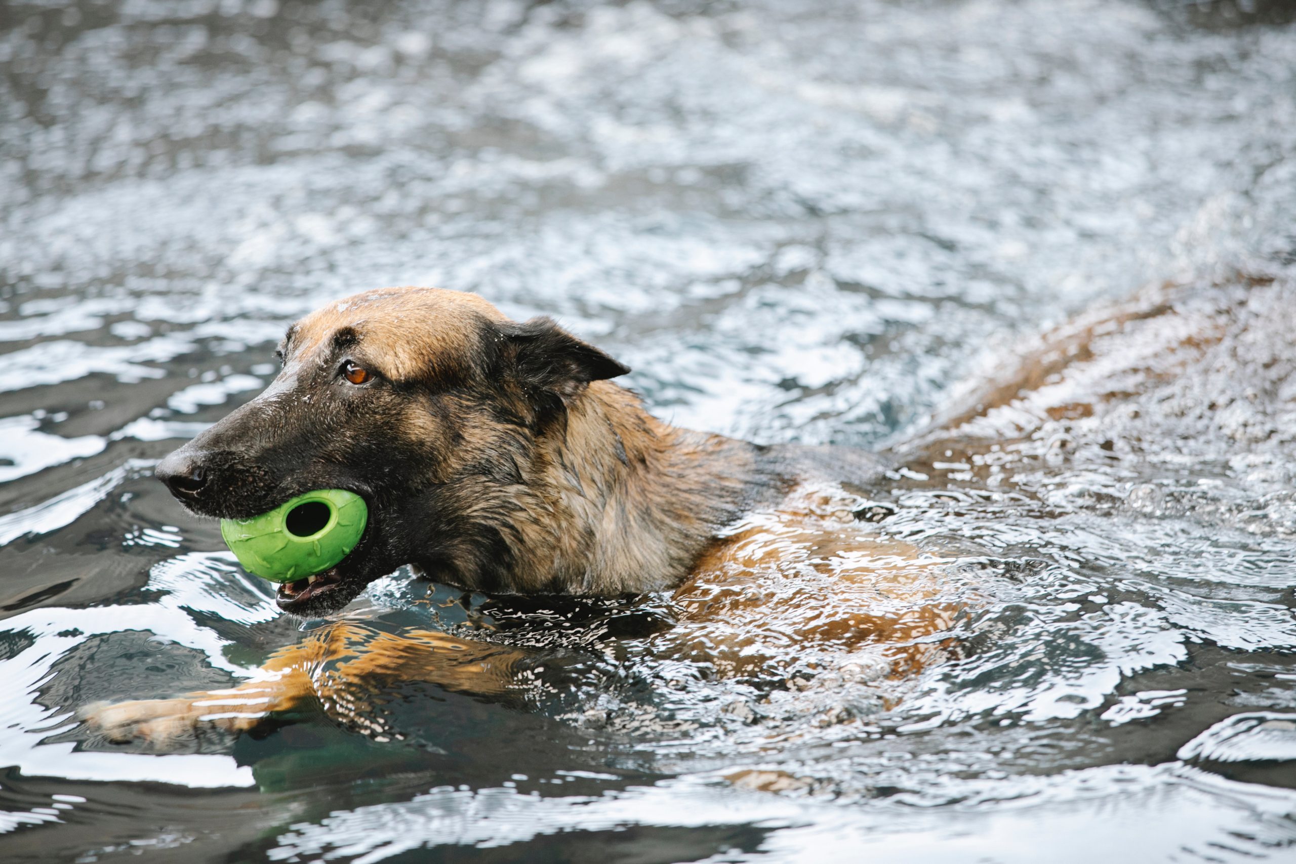 Dog playing in the swimming pool