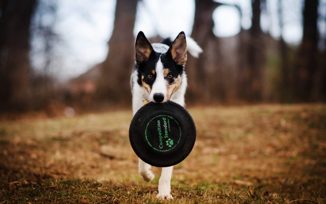 How Can I Teach My Dog To Play Fetch?