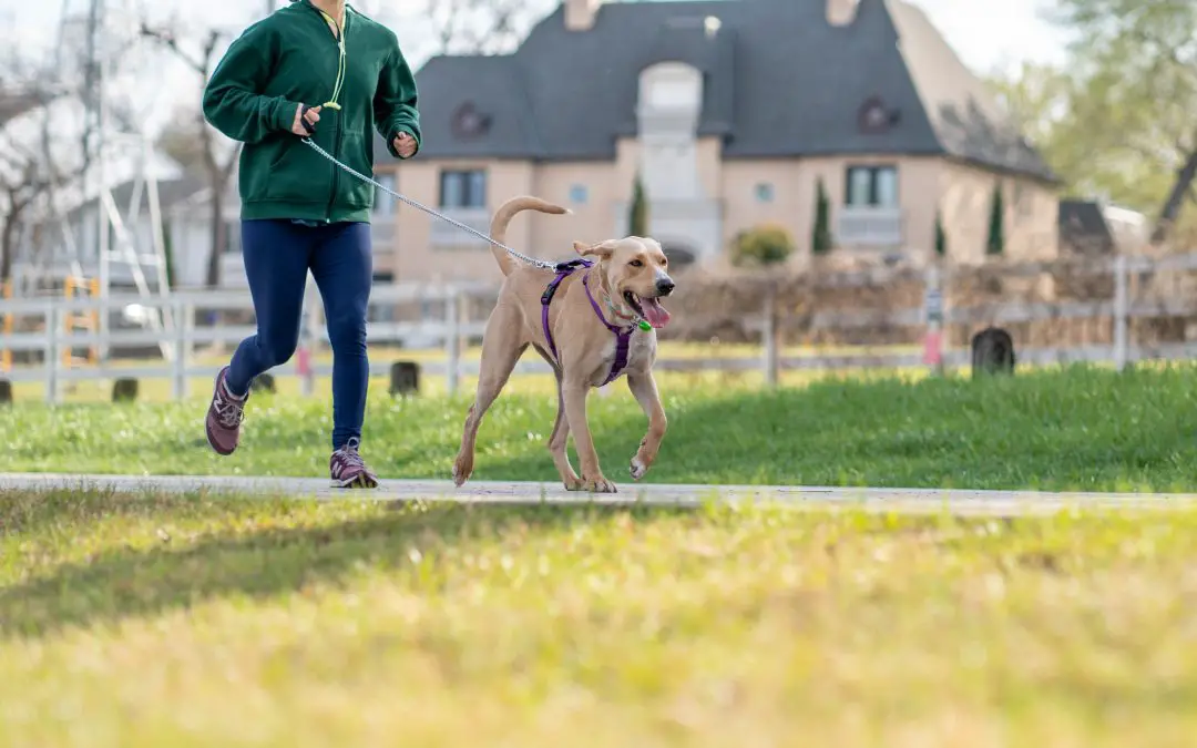 The Importance of Exercise for Dogs