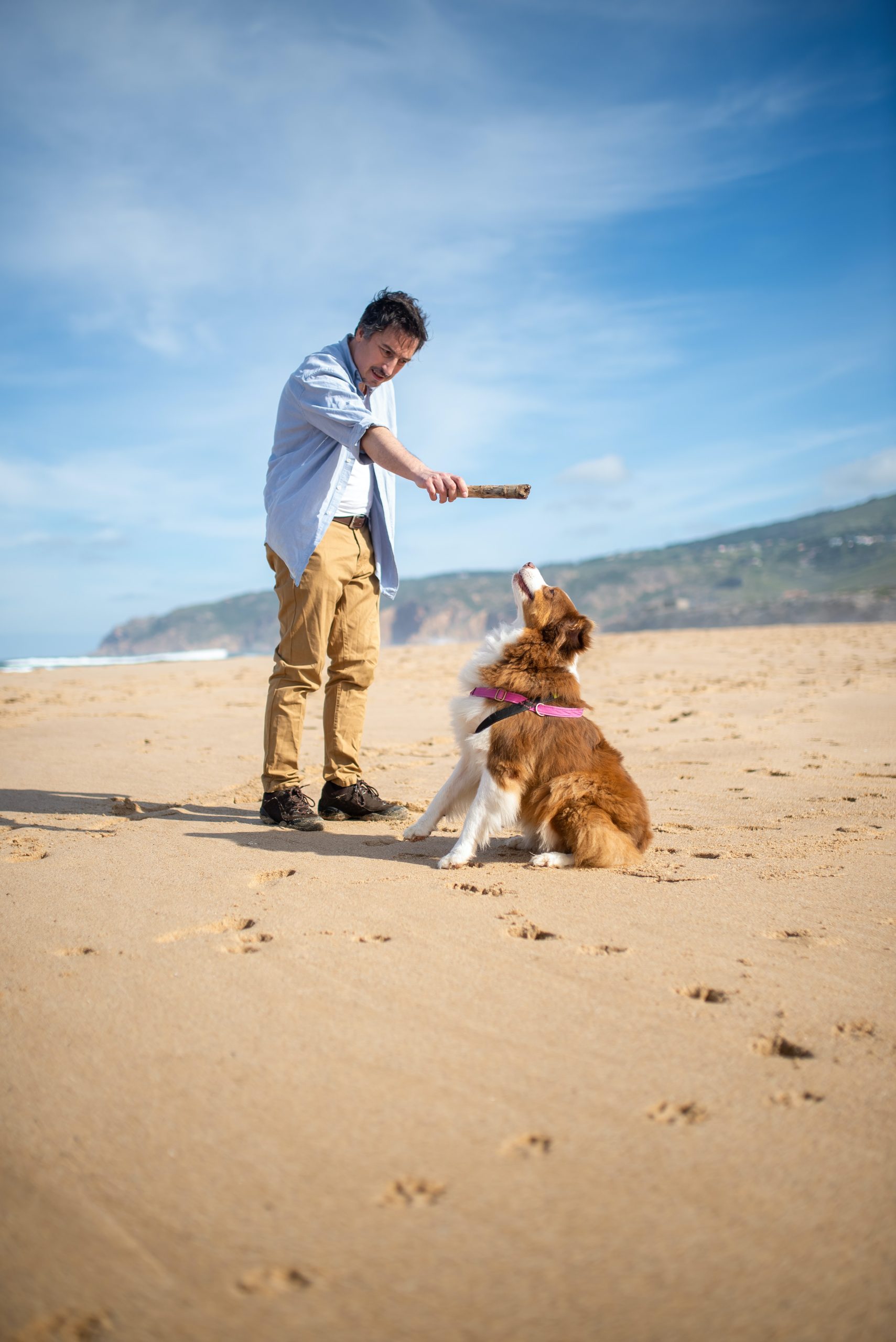 dog on beach playing fetch