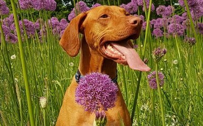 Types Of Allergies In Dogs & How To Treat Them