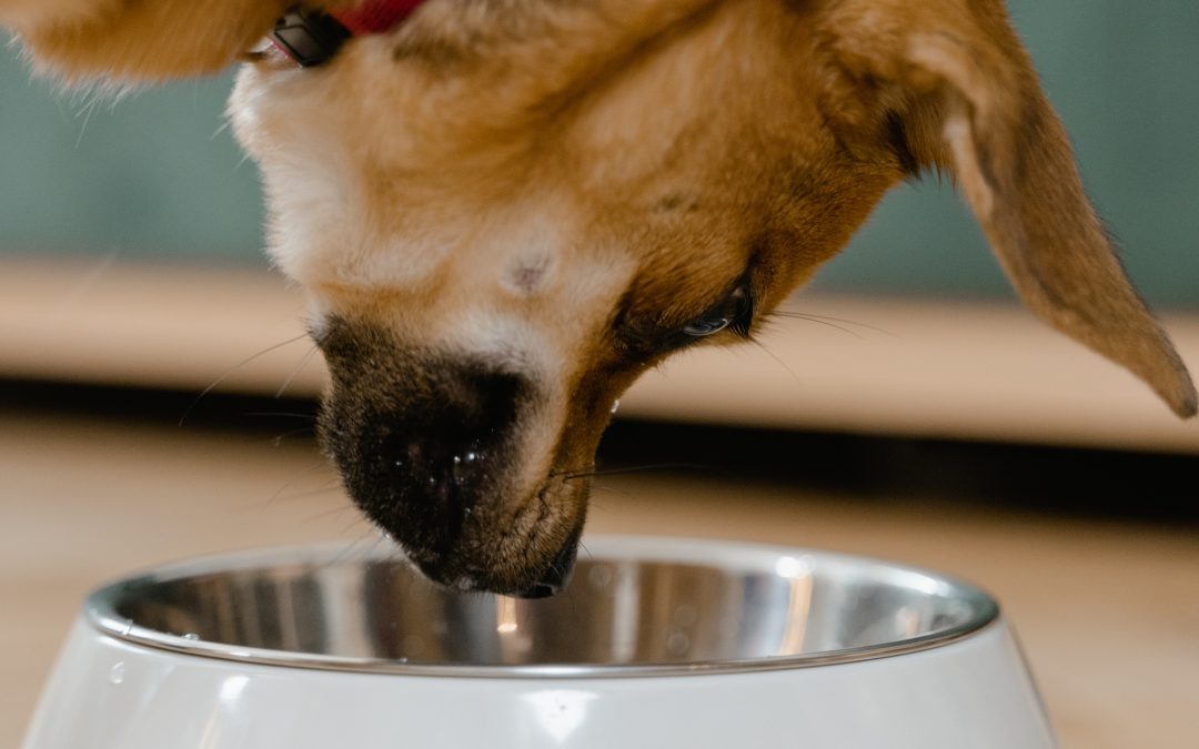 Feeding your dog human food? What you need to know