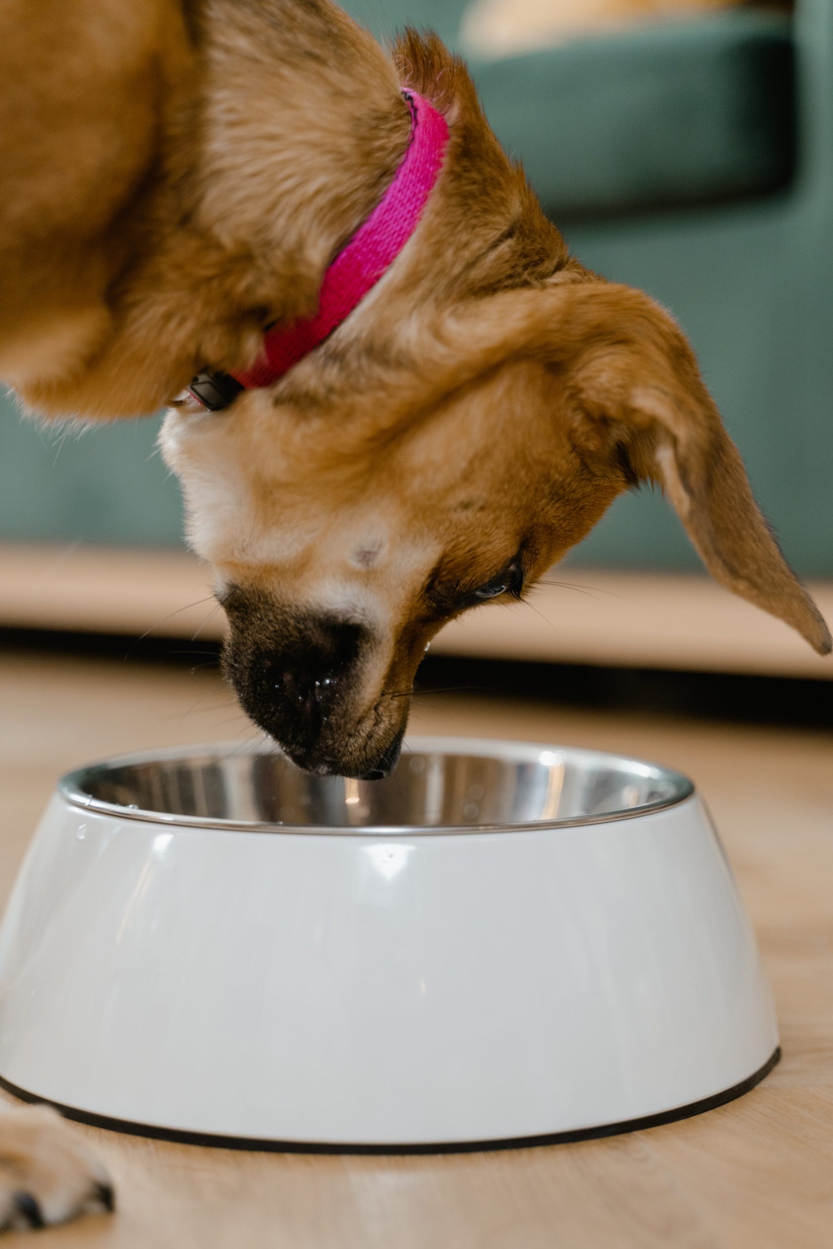 Dog sniffing bowl.