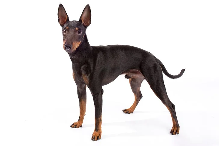 Manchester Terrier (Toy)
